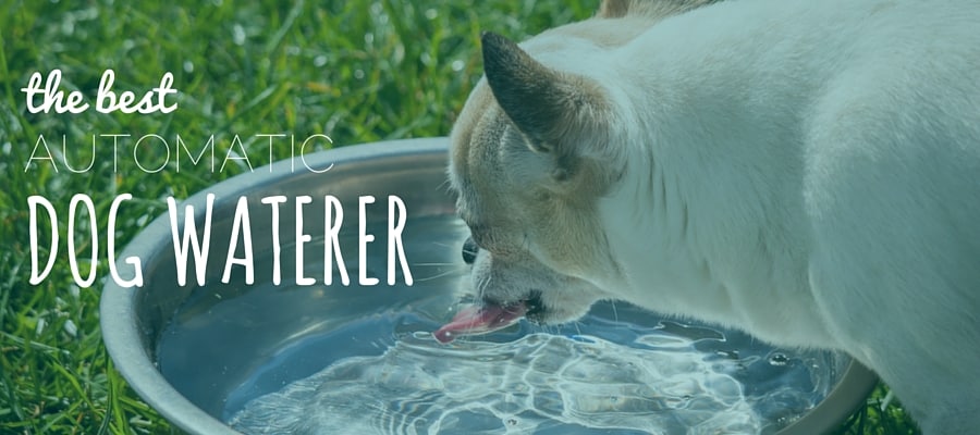 automatic dog waterers