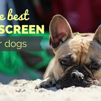 best sunscreen for dogs