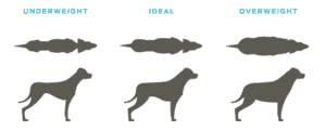 5 Ways to Fatten Up A Dog: Healthy Weight Gain Tips