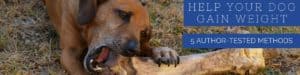 5 Ways to Fatten Up A Dog: Healthy Weight Gain Tips