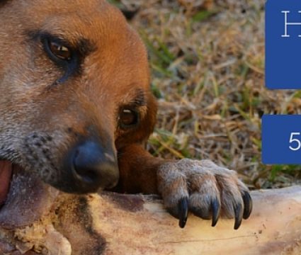 Colitis in Dogs: Why it Happens & How to Treat Dog Colitis
