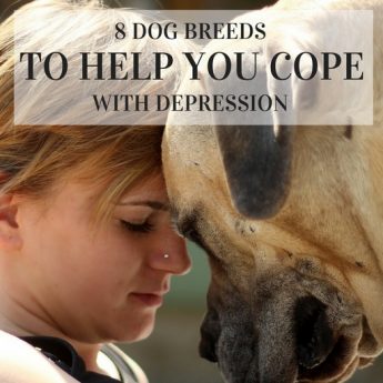 best dogs for depression