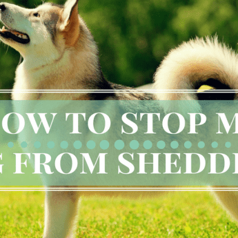 how to stop dog from shedding