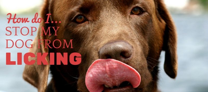 how can i get my dog to stop licking everything