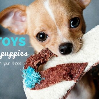 best chew toys for teething puppies