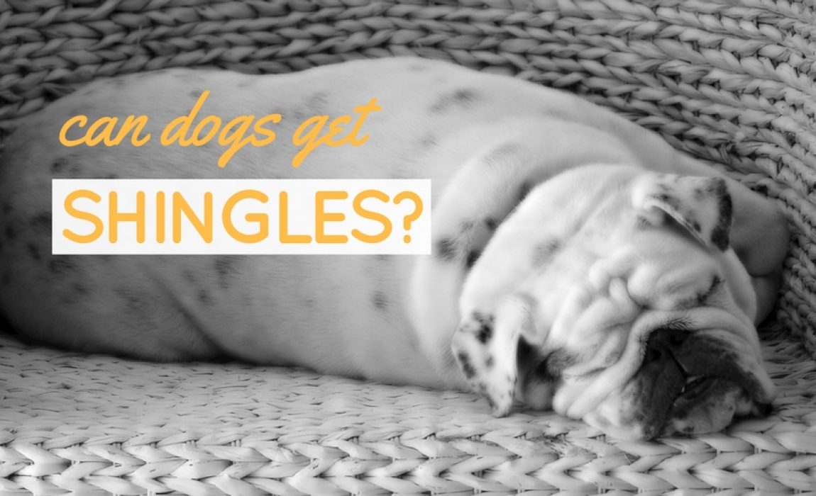 can dogs get shingles
