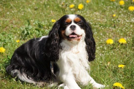 king-charles-cavalier-dogs-for-depression