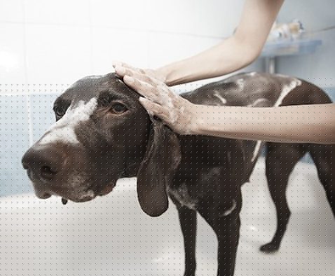 how to prevent dog from shedding