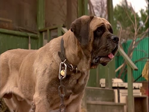 what type of dog is in the sandlot