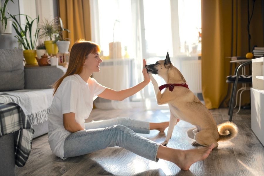 The Ultimate Training Treats to Unlock Your Dog’s Potential