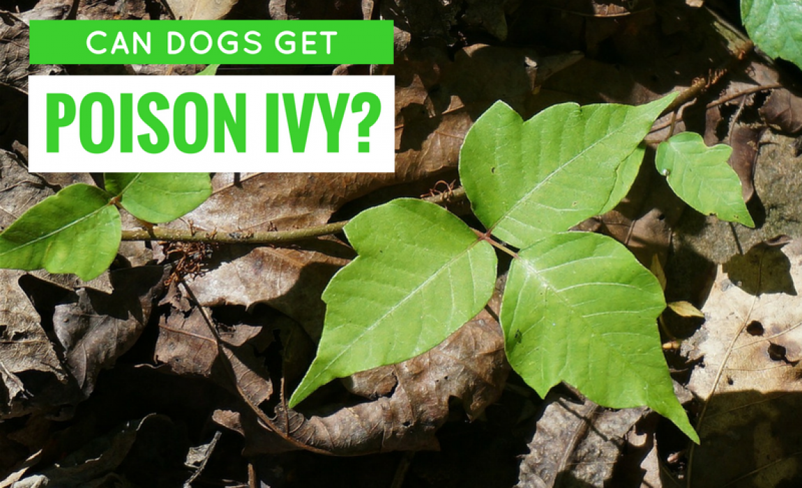 can dogs get poison ivy