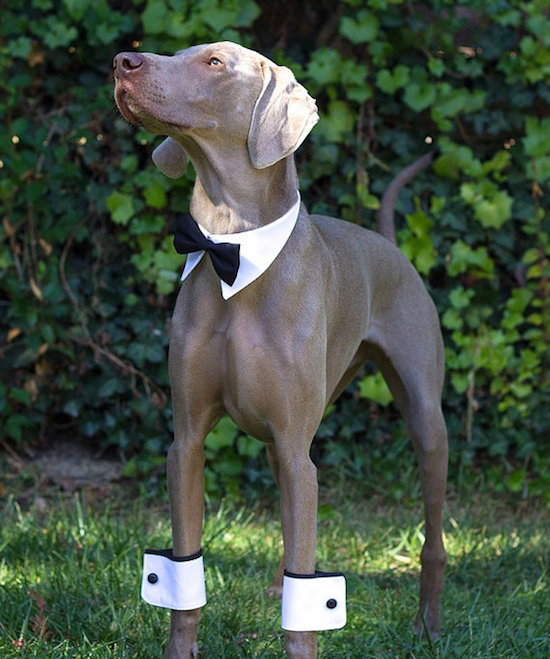 dog wedding outfit