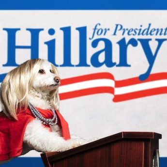 dog dressed as hillary clinton