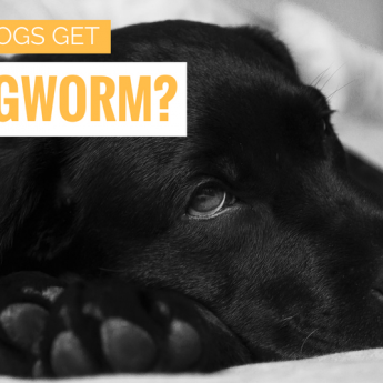 dogs with ringworm