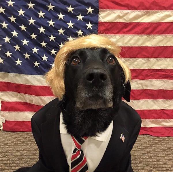donald trump dressed dog