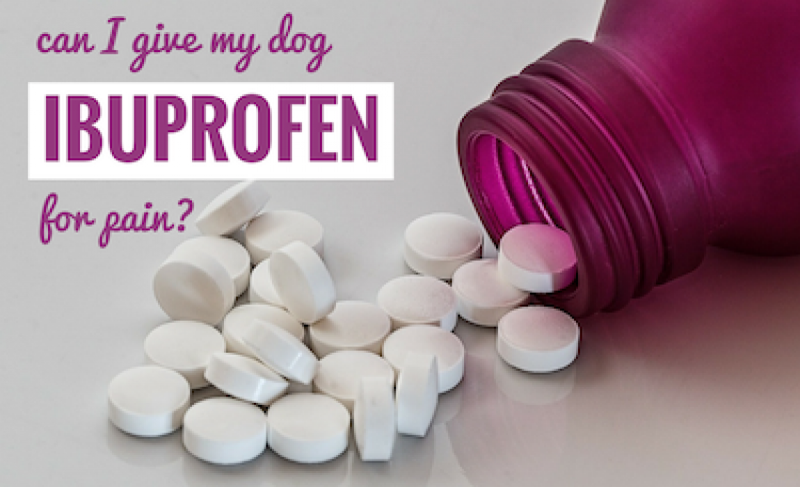 can I give my dog ibprofen for pain