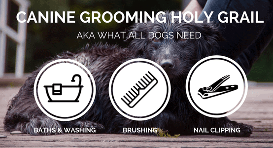 canine grooming tools