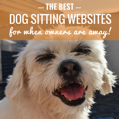 best dog sitting websites