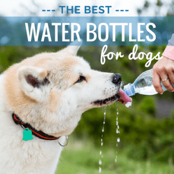 best dog water bottles