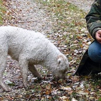 best truffle hunting dogs