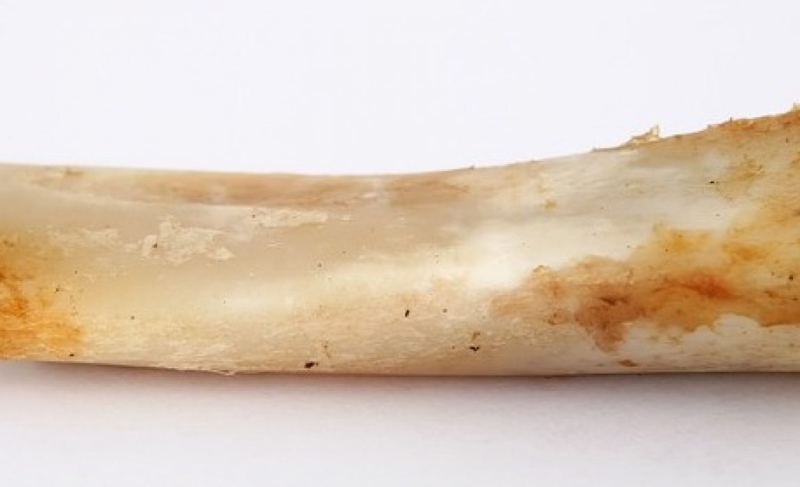 is it safe for dogs to eat bones