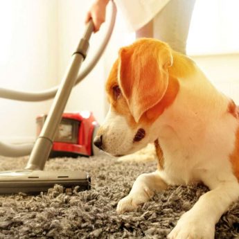 Best Vacuum for Dog Hair
