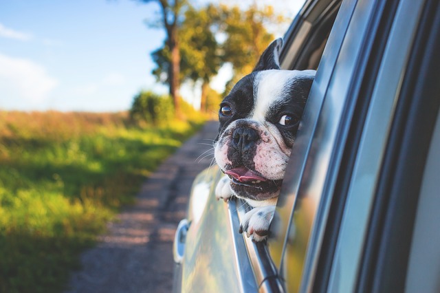 dog carry box for car