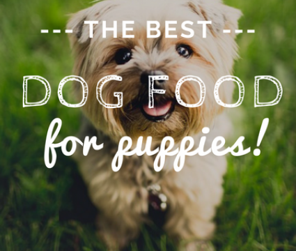Picture of 9 Best Dog Foods for Sensitive Stomachs [2020 Reviews]