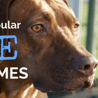 best male dog names