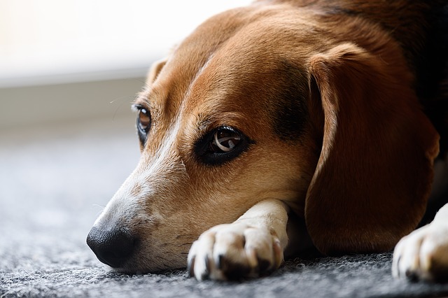 Bästa Öronrengöring för Hund 2021 - Stort Test av Öronrengöring