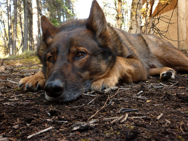 thumbnail image 2 of German Shepherd Husky Mix: Your Complete Guide 2 of 14