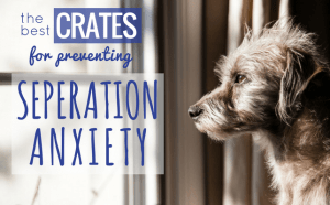 View of 7 Best Dog Crates for Separation Anxiety [2024 Reviews]