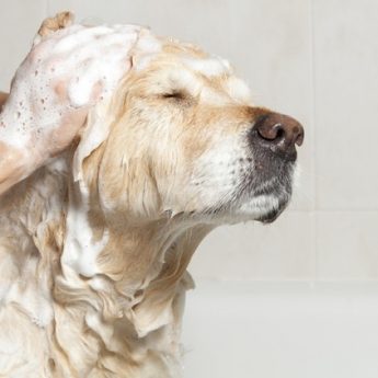 best dog shampoo for sensitive skin