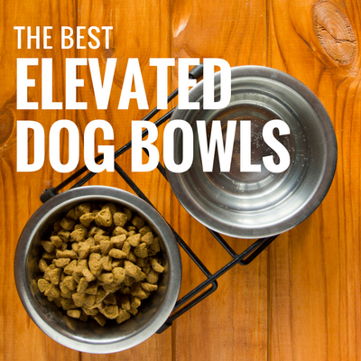 best elevated dog bowls