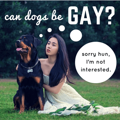 can dogs be gay