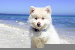 puppy on sunny beach