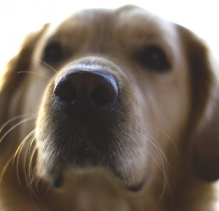 Trazodone For Dogs Can I Give My Dog Trazodone For Frazzled Nerves trazodone-for-dogs-can-i-give-my-dog-trazodone-for-frazzled-nerves