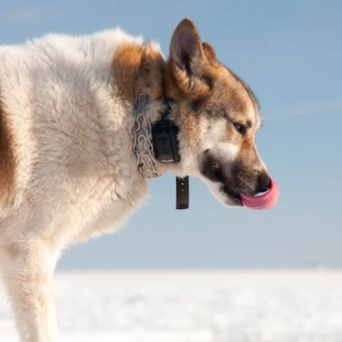 View of 5 Best Dog Harnesses for Running: Top Gear to Jog With Your Dog!