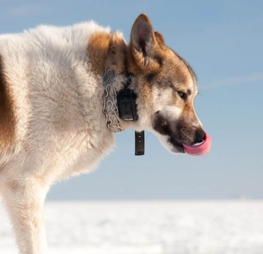 7 Best Dog Collars & Harnesses For Training 2023's Top Picks!