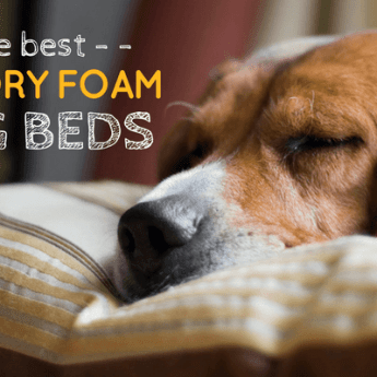 best memory foam dog beds