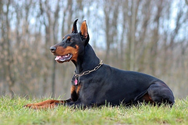 Easiest Dog Breeds to Train: Best Four-Legged Learners! 6 doberman guard dog