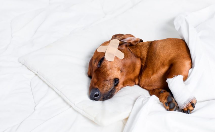 Is Neosporin safe for dogs