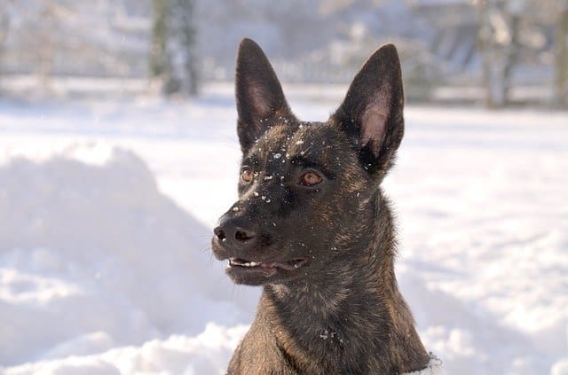 dutch shepherd police dog