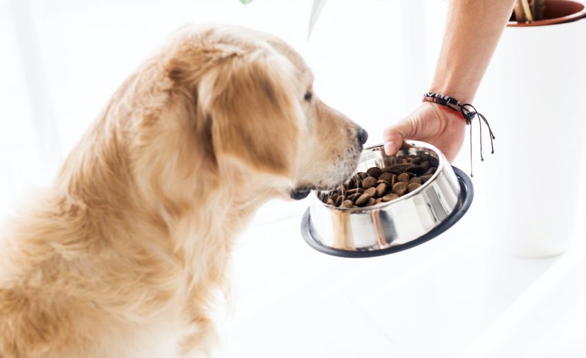 Best Budget-Friendly Dog Foods That Are Affordable!