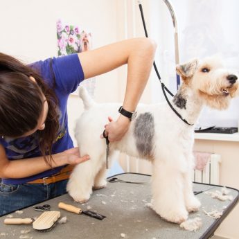 best dog grooming tables