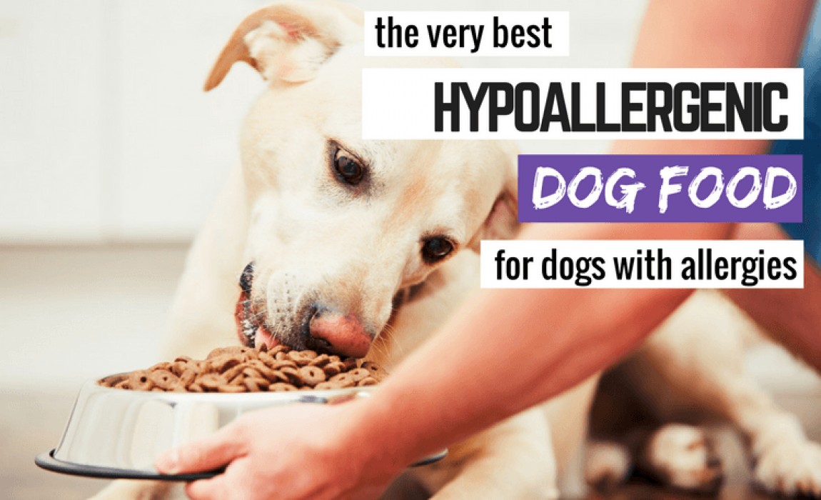 7 Best Hypoallergenic Dog Foods + What to Feed a Dog With Allergies