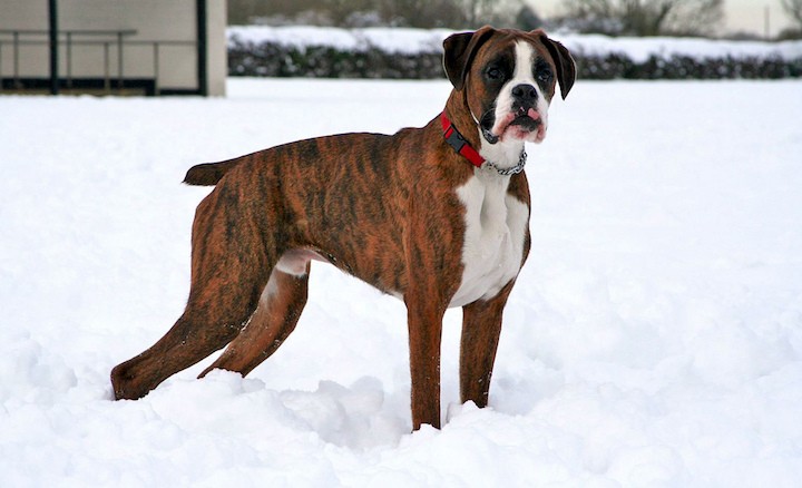 brindle dog boxer