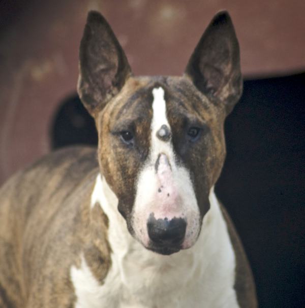 brindle bull terrier