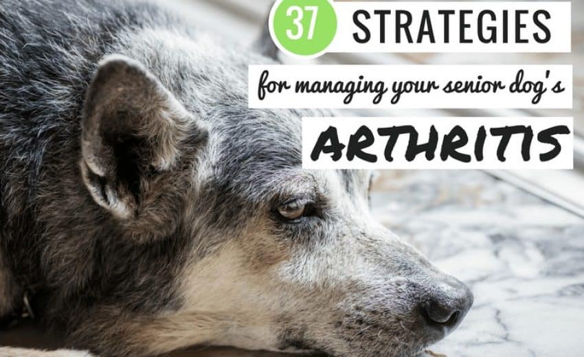 dog arthritis treatments