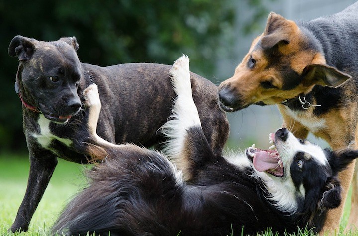 dog behavior dog park